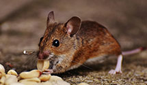 24 Hour & Emergency Exterminators in Quaker City, OH